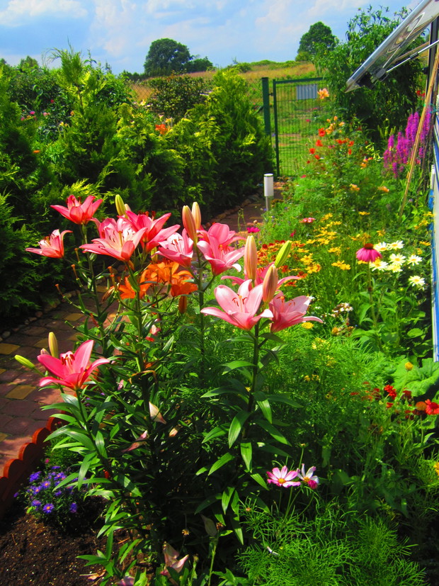 Lilie w towarzystwie innych roślinek ( przód działki)