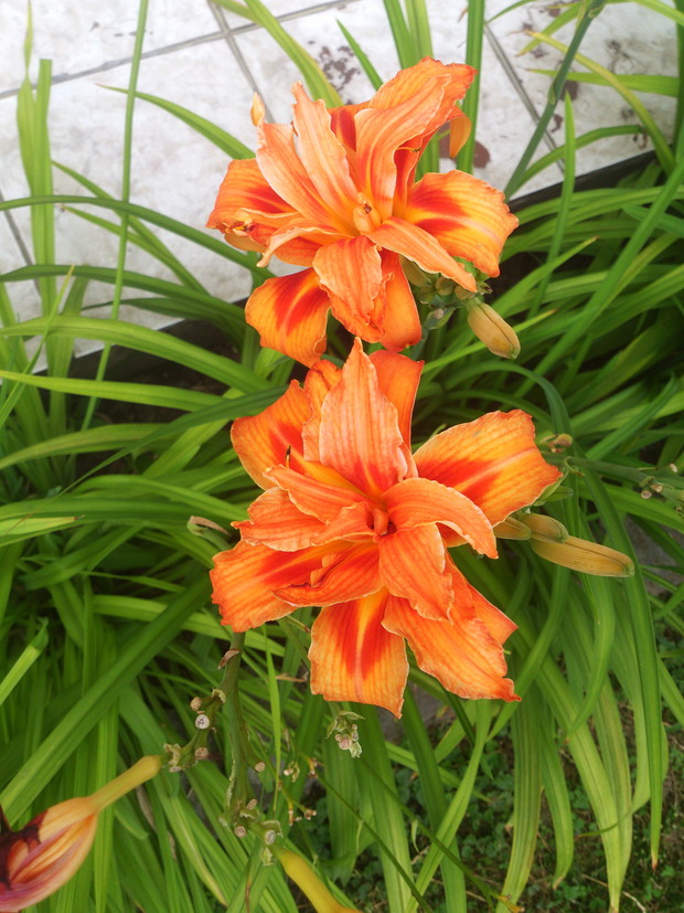 Liliowiec / Hemerocallis 'Double Dragon'