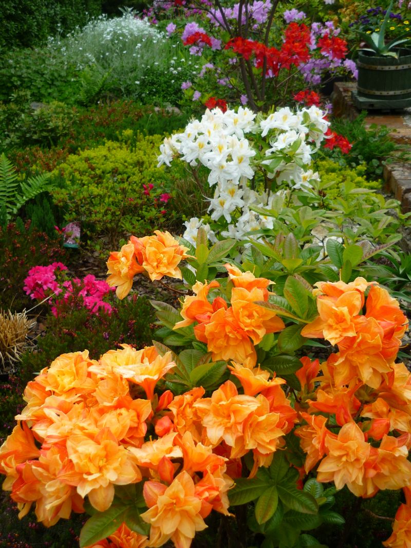 Maj w moim ogrodzie to festiwal azalii - wielkokwiatowych i japońskich.