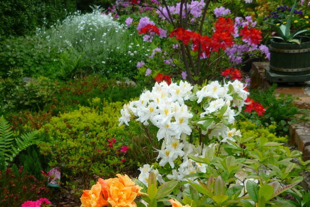 Maj w moim ogrodzie to festiwal azalii - wielkokwiatowych i japońskich.