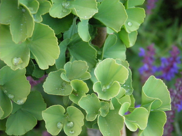 miłorząb po deszczu