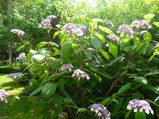 Moją dumą jest hortensja Aspera, która ma w tym roku ponad dwa metry wysokości i mnóstwo kwiatów...
