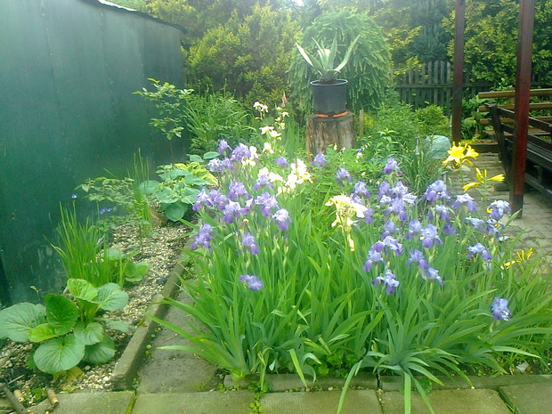 moje irysy w tle modrzew hosty i bergeniaPaulinka