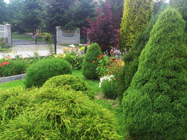 Na pierwszym planie cyprysy w oddali różne odmiany liliowców,  ..;)