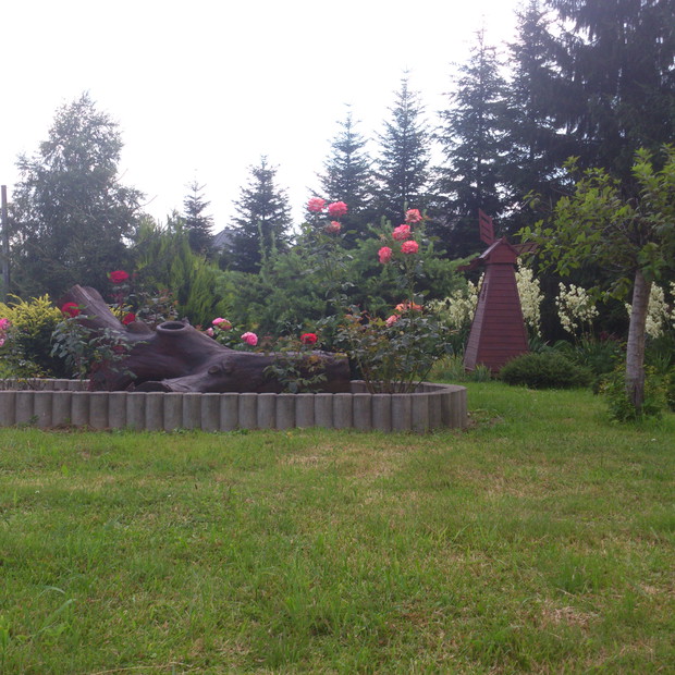 Na pierwszym planie mamy róże szczepione przeze mnie i to jest moja największa chluba ogrodu, po lewej stronie migdałowiec szczepiony na pniu.