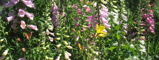 naparstnice i pustynniki 