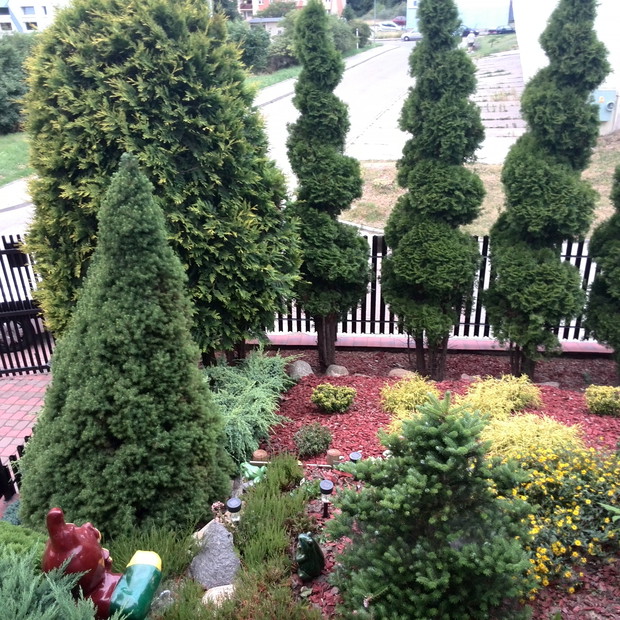 Niemiecki krasnal skryty w zielonym gąszczu. 