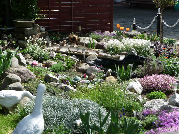  Oczko wodne, na którym pięknie kwitnie skalnica różowa.