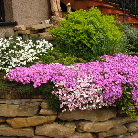 odsłona wiosenna  ogrodu 