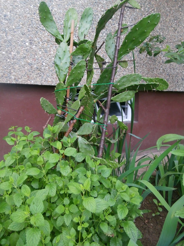 Opuncja w ogródku- czemu nie ;)