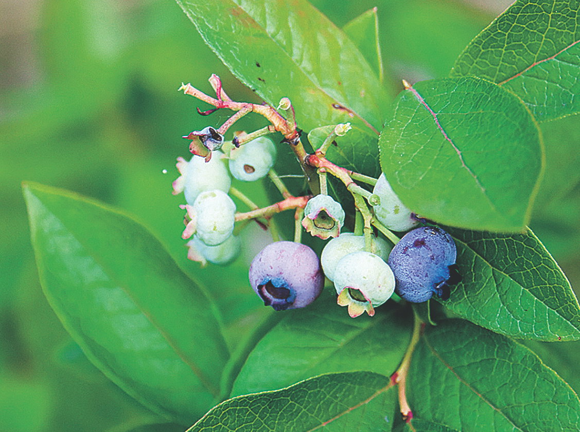 Owoce borówki wybarwiają się nierównomiernie. Dojrzałe są niebieskofioletowe. Zbieram je co 5-7 dni.