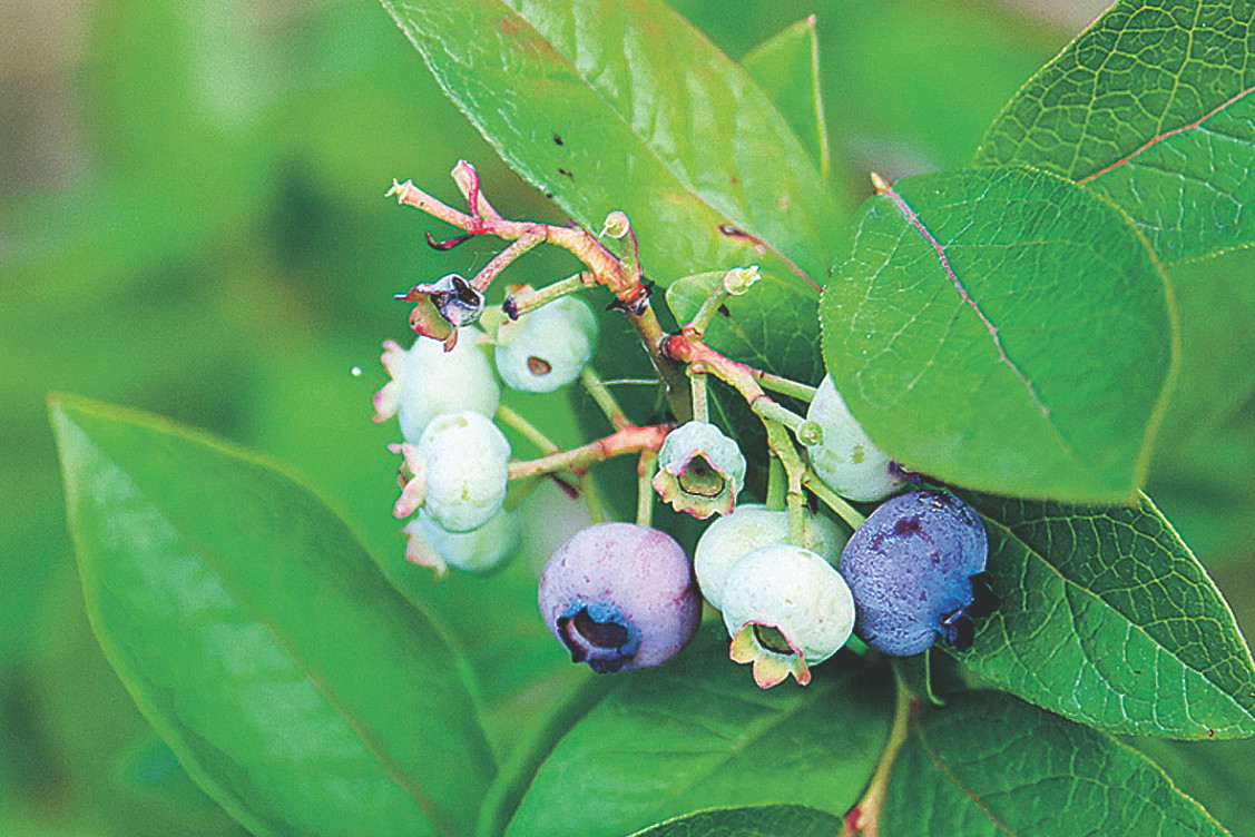 Owoce borówki wybarwiają się nierównomiernie. Dojrzałe są niebieskofioletowe. Zbieram je co 5-7 dni.