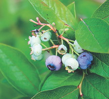 Owoce borówki wybarwiają się nierównomiernie. Dojrzałe są niebieskofioletowe. Zbieram je co 5-7 dni.