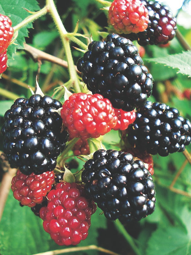 Owoce jeżyny 'Orkan' są duże, aromatyczne i soczyste. Nadają się na soki i marmoladę.