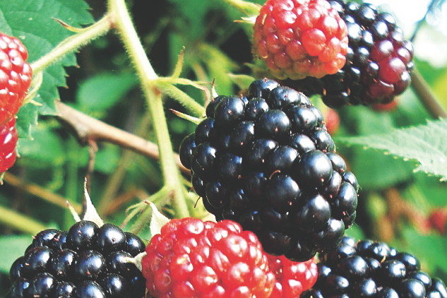 Owoce jeżyny 'Orkan' są duże, aromatyczne i soczyste. Nadają się na soki i marmoladę.