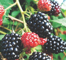 Owoce jeżyny 'Orkan' są duże, aromatyczne i soczyste. Nadają się na soki i marmoladę.