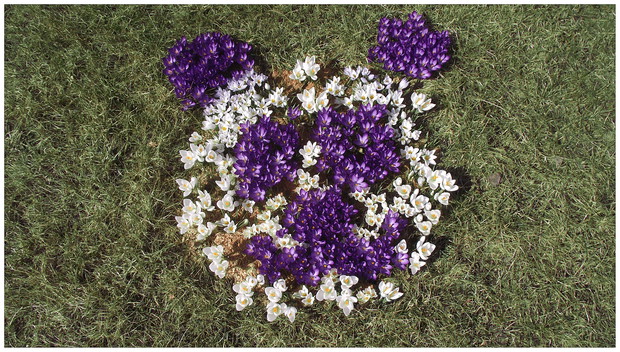 Panda wielka z krokusów