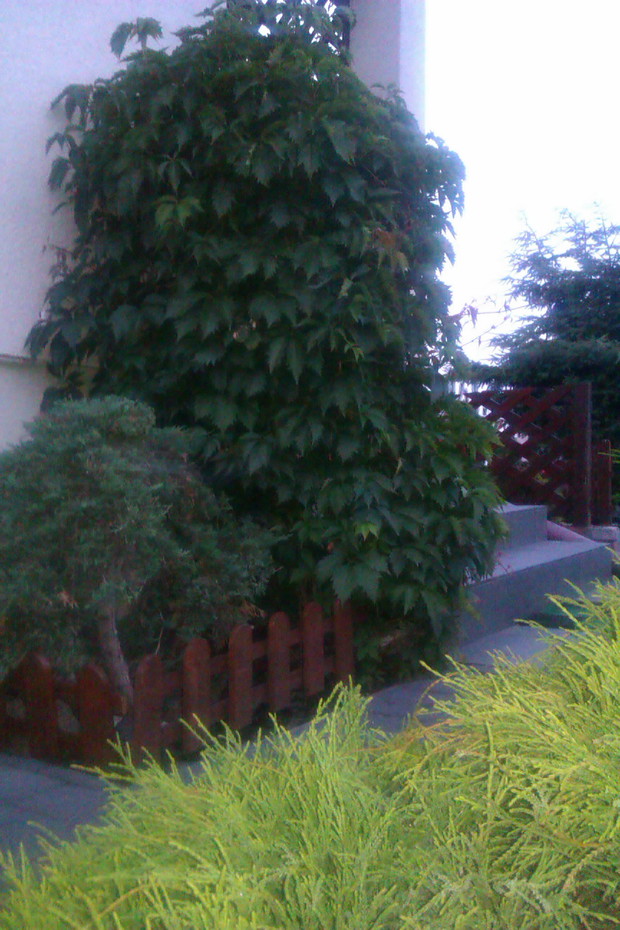 parawan z winobluszcza