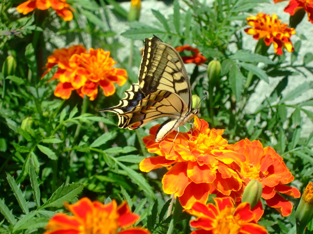 Paź królowej na aksamitce