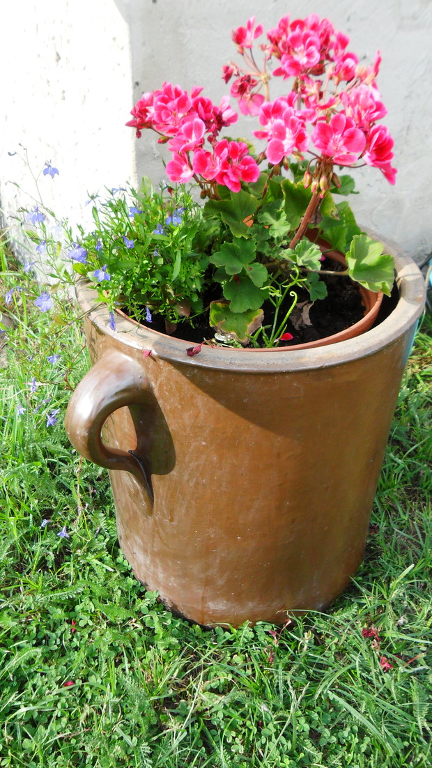 Pelargonia w dzbanie