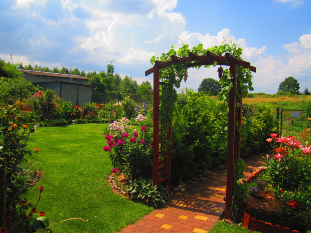 Pergola z winogronem