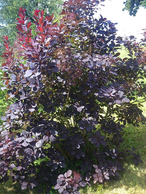 Perukowiec rośnie na środku sadu,świetny kontrast dla drzew owocowych.