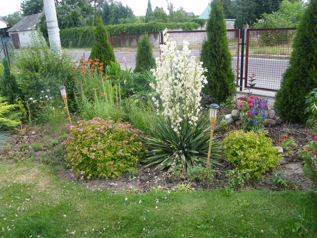 piękna juka z przyciętymi białymi szałwiami i tawułami