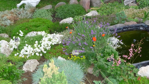 Pięknie kwitnąca lawenda na oczku wodnym. 