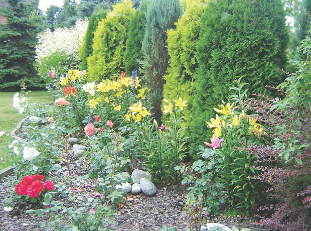 Pięknie prezentują się zarówno pojedynczo, jak i w skupiskach.