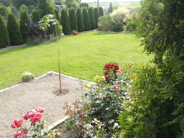 Placyk wykonany przeze mnie zamierzam postawić jakiś wypoczynek ,górują tu róże ,posadziłam na placyku wiąz (żywy parasol) ,część południowo zachodnia ogrodu.