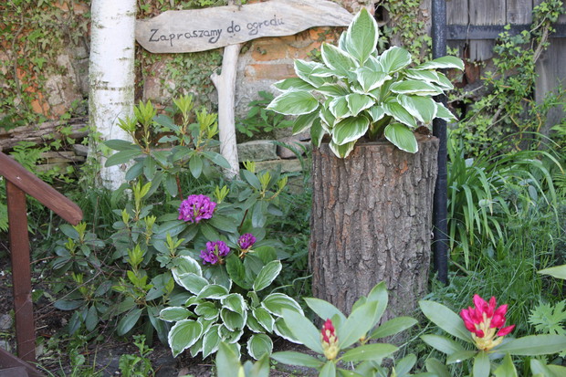 pniak z dziuplą a w niej hosty:0oraz drogowskaz do ogrodu;)