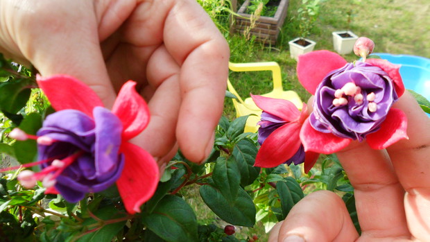 Porównywanie kwiatów różnych roślin czy są tej samej odmiany
