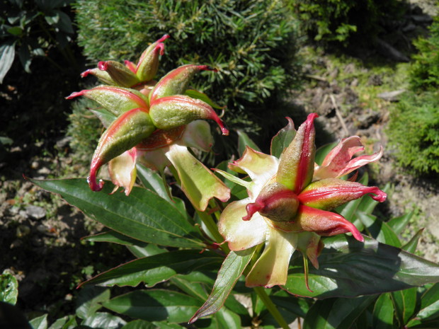 prawdziwy egzotyczny smaczek - przekwitnięta piwonia