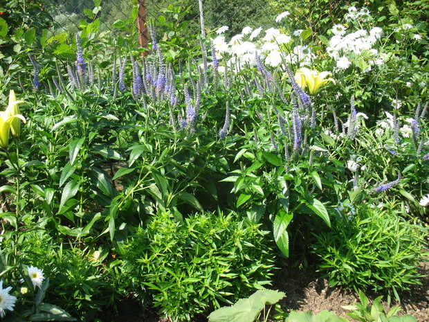 przetaczniki i złocienie 