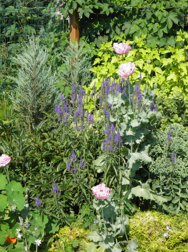 rabata kwiatowa i maki od babci :)