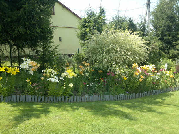 Rabata z Lili, tulipanów.