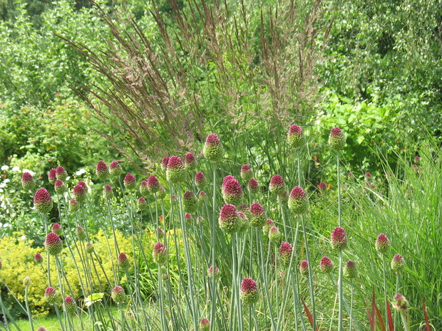 rabata z trawami i czosnkami  w roli głównej 