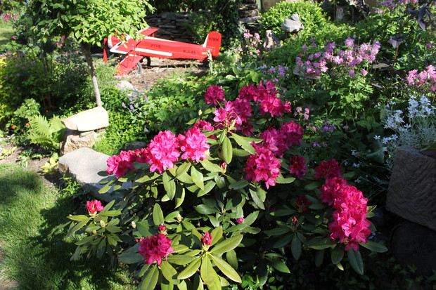 rododendron i samolot z drewna też wykonany przez męża dla synka