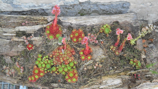 Rojnikowa mozaika na korze