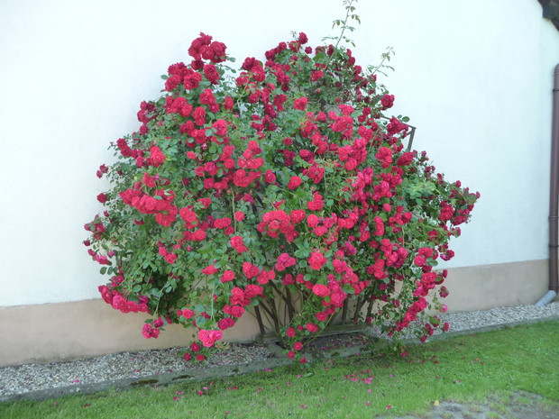 Róża pnąca, która co roku obsypana jest dziesiątkami kwiatów.