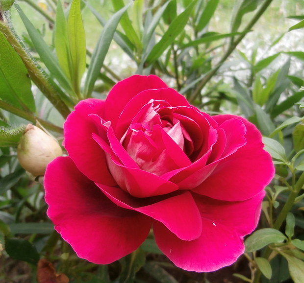 Róża wielkokwiatowa :)