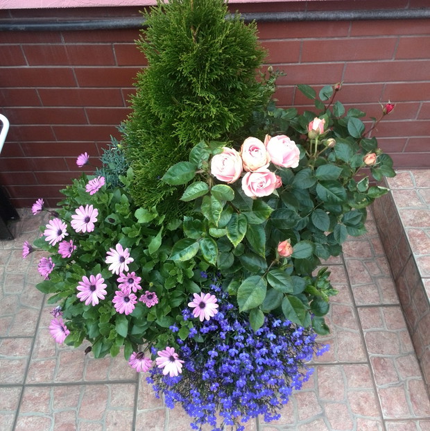 Róże otrzymane w zimowym prezencie przeniesione na taras w kwartecie z tuja, lobelią i osteospermum.