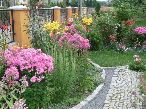 Różowe folksy są główna ozdoba ogrodu.