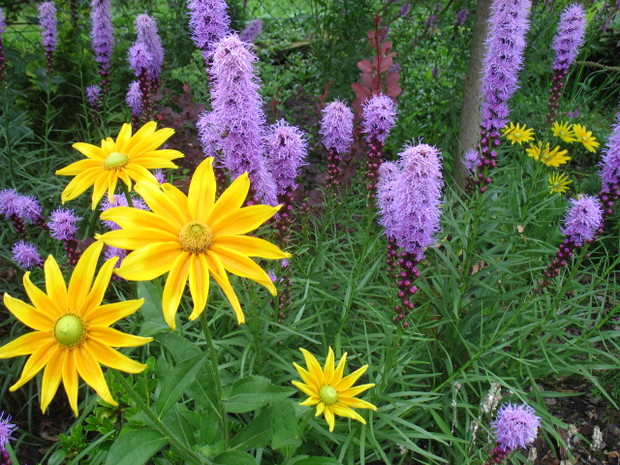 rudbekia owłosiona i liatry 