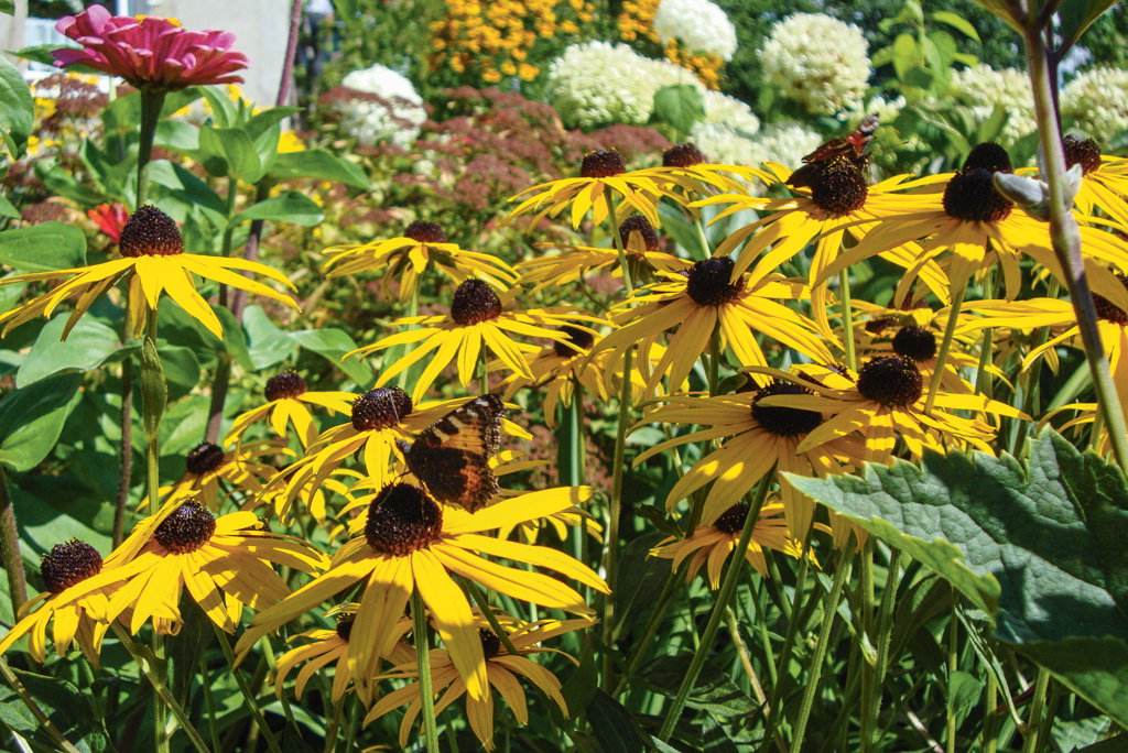Rudbekie mają wiele zalet – są bardzo odporne na mróz, choroby i szkodniki, nie dają się zagłuszyć chwastom i kwitną niemal przez całe lato