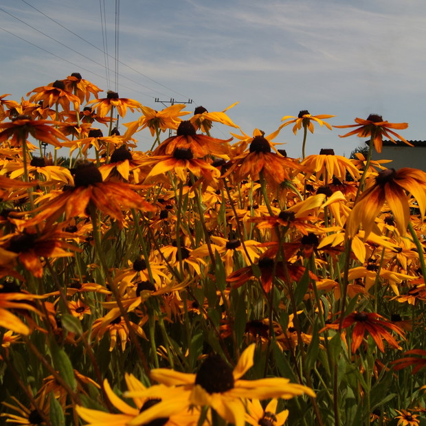 Rudbekie zamiast słońca.