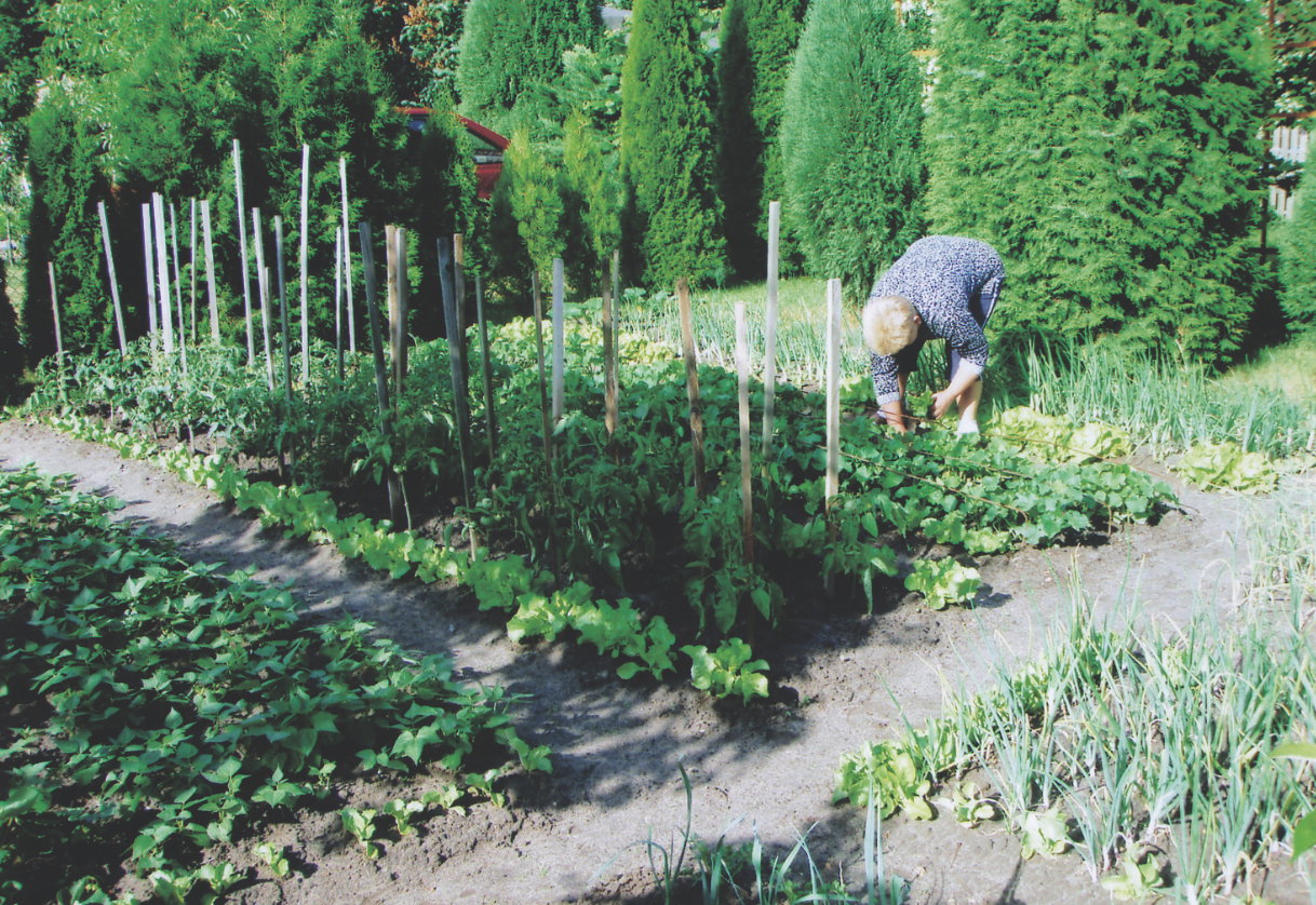 Sadzę wczesne i późne odmiany cebuli, którą przechowuję na zimę. Przy planowaniu warzywnika biorę pod uwagę wielkość roślin.