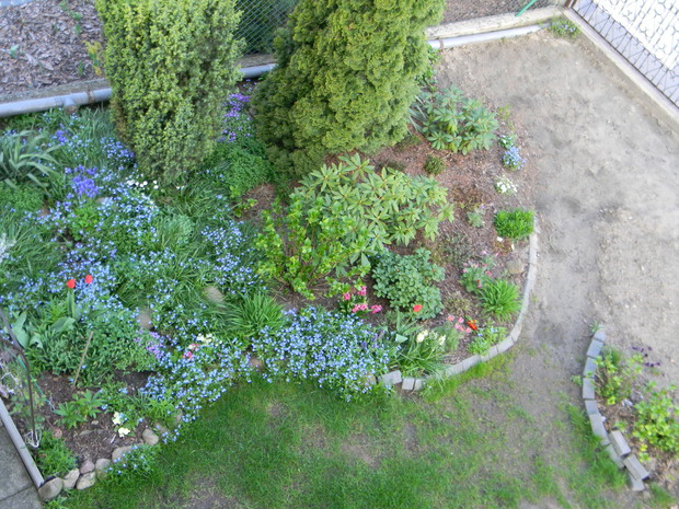 SAMOSIEJKI - NIEZAPOMINAJKI I RODODENDRONY . . . 