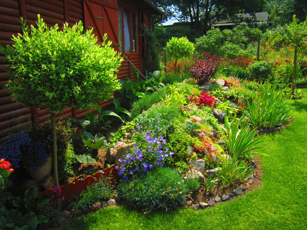 Skalniaczek w towarzystwie wierzby Hakuro