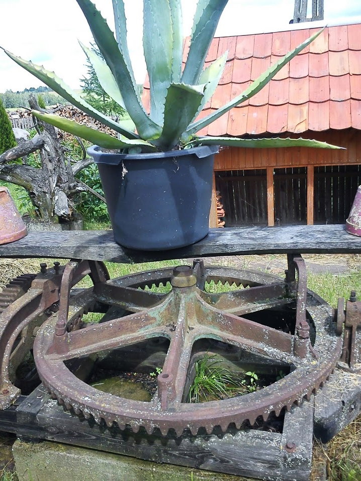 stary kierat służy jako stojak do agawy.